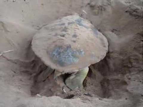 Turtle Nesting (Stage 5)