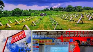 Chrisking Channel Flamebird Gamefarm Brgy.burol Calamba City Laguna