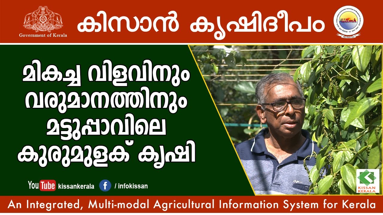 Making big profits from terrace pepper cultivation