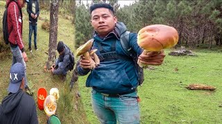 EN BUSCA MANJAR DEL CAMPO GUATEMALA (HONGOS)