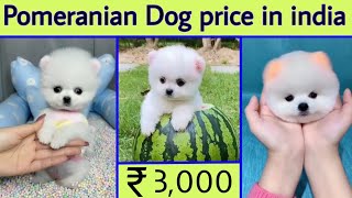 Pomeranian Dog price in india | teacup dog price in india | cute dog price in india | Earning dog screenshot 5