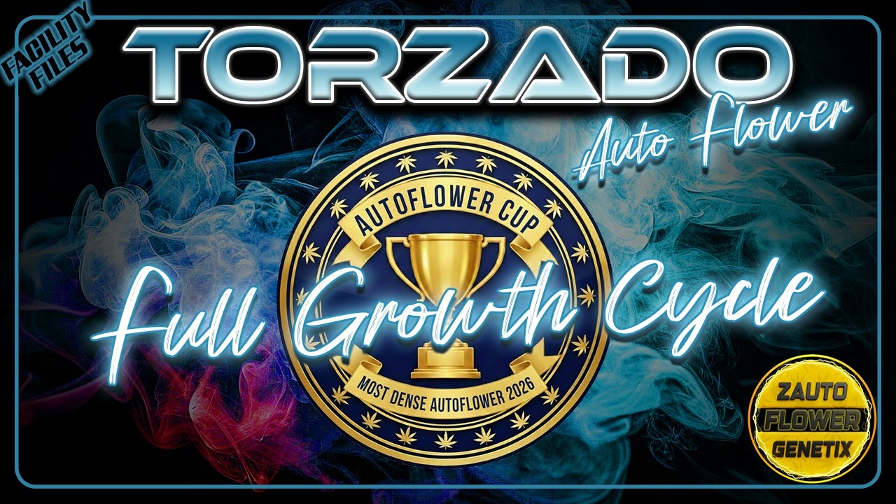 TORZADO Auto Flower - Complete Growth Cycle