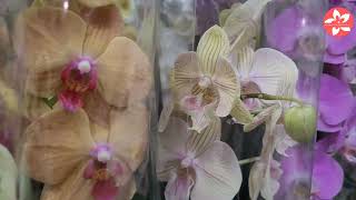 Завоз который многие ждали.Орхидеи Флорэвиль