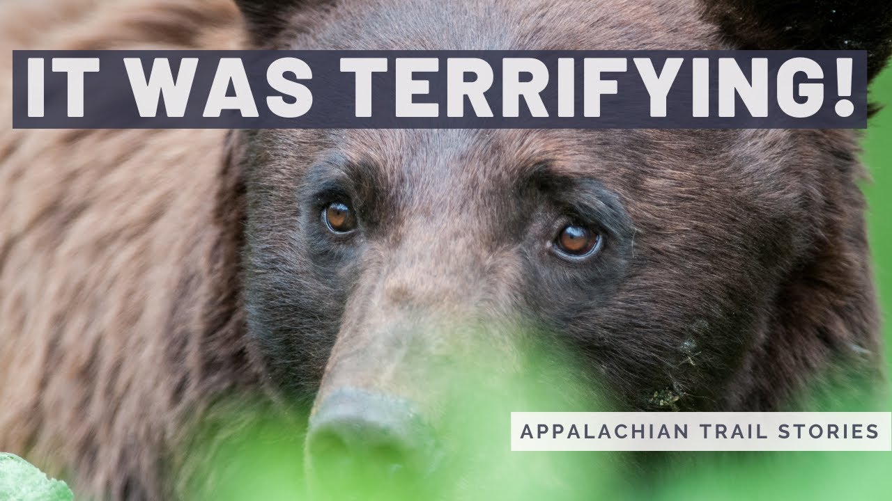 MY THREE BEAR ENCOUNTERS ON THE APPALACHIAN TRAIL! 🐻