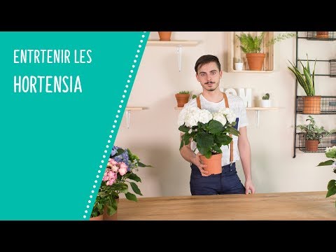 Vidéo: Hortensia bleu : plantation et entretien. Comment prendre soin de l'hortensia bleu