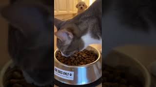 🐱 Cat stealing DOG food — POV: my dog is too polite