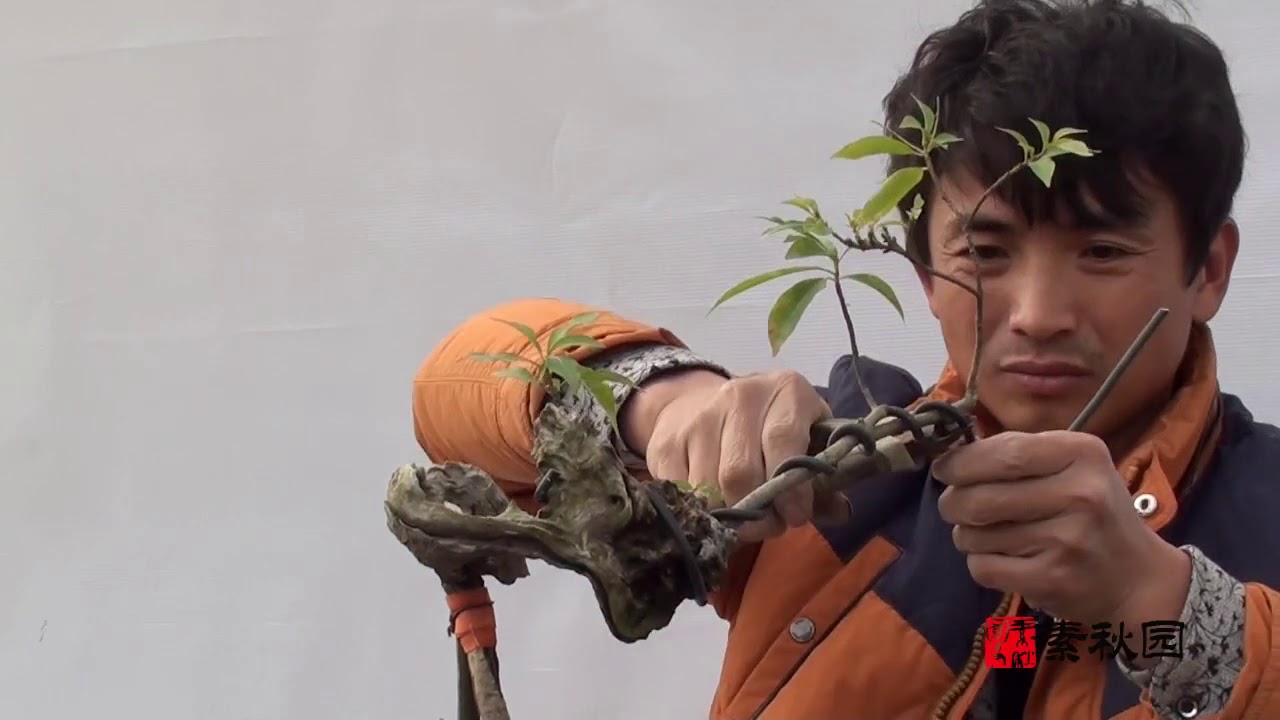 300买的下山桩，经过改造后，1000元不舍得卖了！