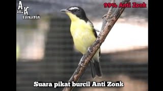 Terbaru suara burung kutilang ribut buat mikat burcil anti zonk