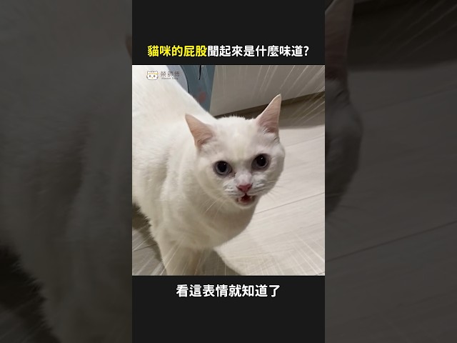 好奇心會殺死一隻貓