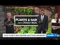 Caring for blueberry bushes in the winter: Plants and Gardens with Craig Hignight