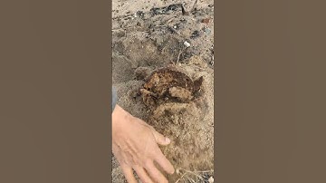 Metal detector Mine Lab X Terra 705