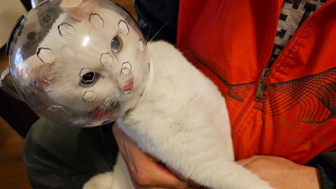 猫 vs ツメ切り