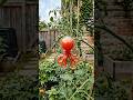 I Grew an Octopus Shaped Tomato 🍅🐙 ( Fruit Mold Transformation )
