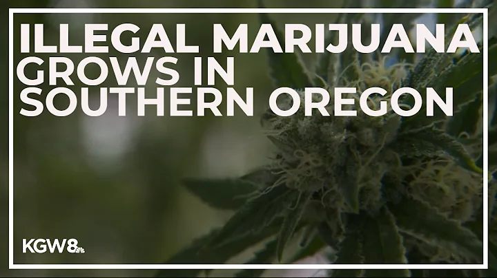 Operation uncovers illegal marijuana grow operations in southern Oregon