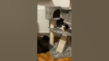 Cat high on catnip #cat #catshorts #catslovers #funny #funnyvideo #animal #cats