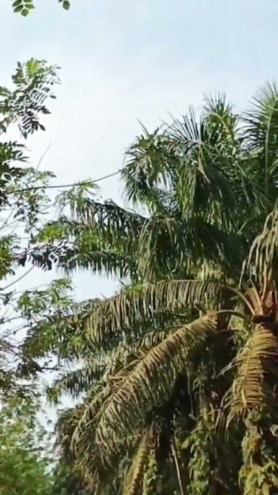 jujur cuy bagus gak? komen ya