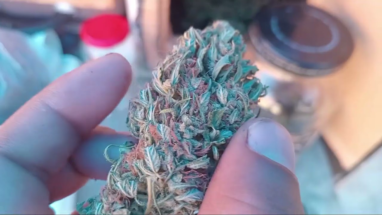 Atualização da colheita ! 