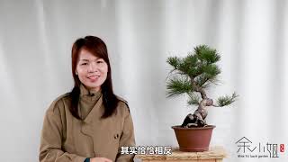 想要养好黑松盆景，学会给它逼芽很重要，教你如何给黑松逼芽！