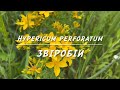 Опис рослини ЗВIРОБIЙ ЗВИЧАЙНИЙ (Hypericum perforatum, known as St. John&#39;s wort)