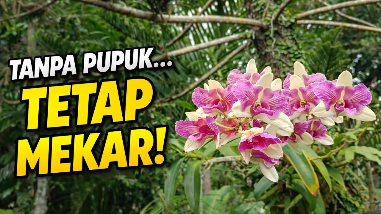 ANGGREK TANPA PUPUK TETAP MEKAR! | Kunjungan ke Bronelo Kretek Bantul