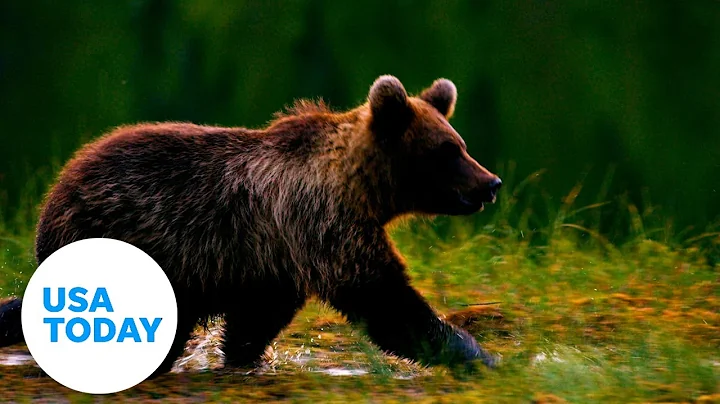 Bear safety : 4 tips to know before traveling into bear country | USA TODAY