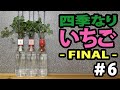 【植物栽培】四季なりいちご  ー FINAL ー ＃６ (Four seasons strawberry)