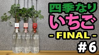 【植物栽培】四季なりいちご  ー FINAL ー ＃６ (Four seasons strawberry)