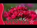 Heres what you dont know about pentas egyptian starcluster pentas lanceolata