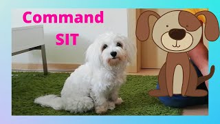 Dog training. How to teach your dog to sit. by Halus The Maltese 702 views 3 years ago 1 minute, 42 seconds