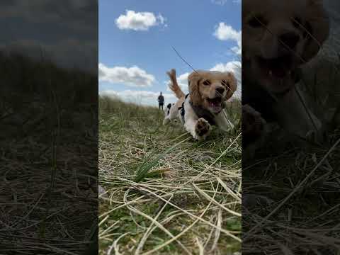 Video: Welche Antibiotika werden normalerweise verwendet, um Hunde zu behandeln?