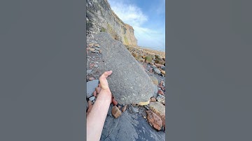 Whilst searching for fossils in Shale we found a Jurassic Age Slab of Shale filled with fossils 🤯