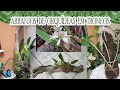 COMO PLANTAR ORQUÍDEAS EM TRONCOS?