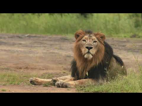Gir Under the Monsoon Clouds Gujarati