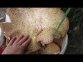 Трутовик чешуйчатый  (Polyporus squamosus). Как срезать трутовик чешуйчатый.