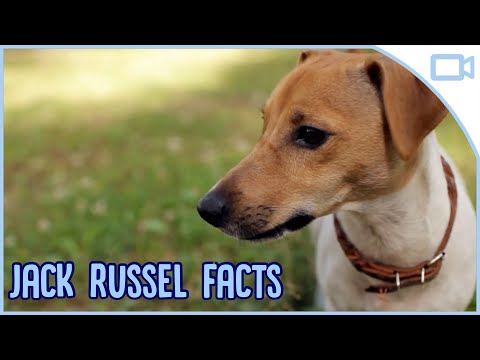วีดีโอ: 4 สิ่งที่ต้องทำเมื่อ Jack Russell Terrier ของคุณเครียด