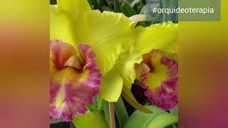 O mundo das orquídeas