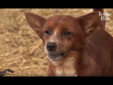 Корову отделяют от собаки, которую она воспитала .. (Часть 2) | Криттер Клуб