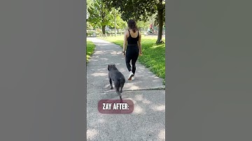 Severe Reactivity Before & After #beforeandafter #transformation #reactivedog #reactivity