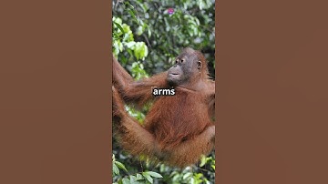 Discover the Sumatran Orangutan Nature