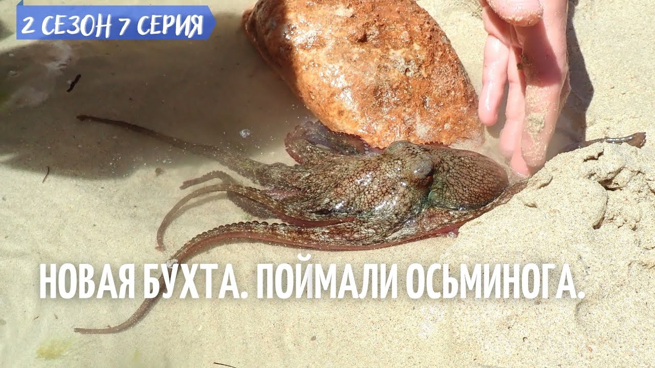 2 #7. Новая бухта. Поймали осьминога.