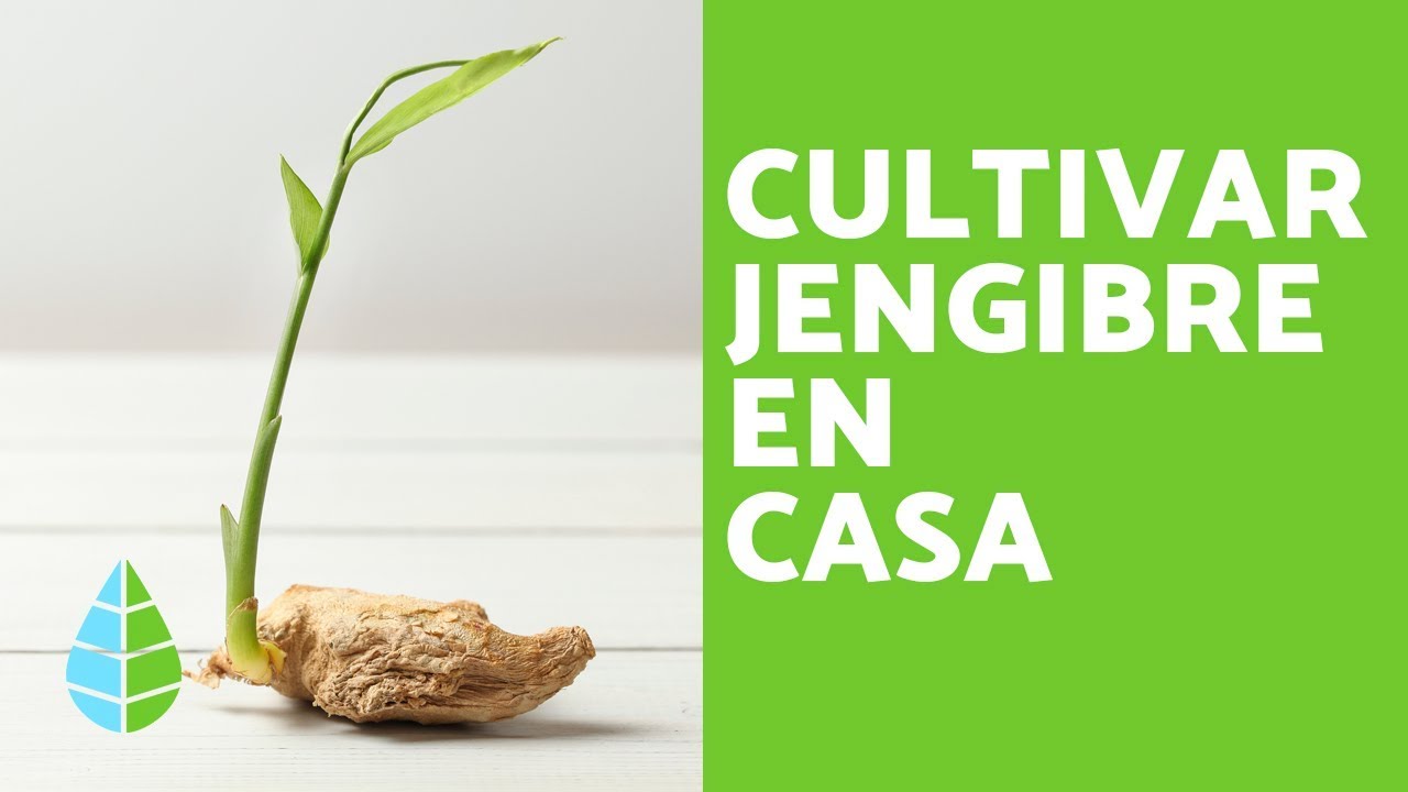 Como Cultivar Jengibre En Casa Guia Facil