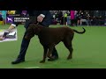 Retrievers (Curly Coated) | Breed Judging 2019 の動画、YouTube動画。