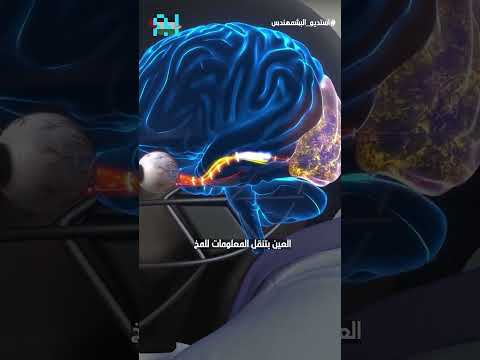 سرعة رد الفعل Shorts