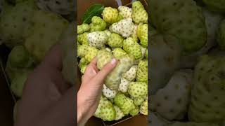 This Fruit Noni Has Very Bad Smell Do You Know About It ? 