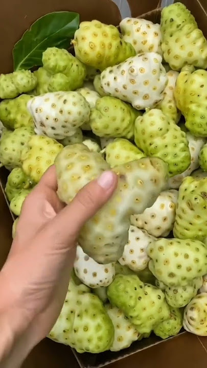 This Fruit (  Noni )  Has Very Bad Smell  Do  You  Know About It ? #satisfying #short