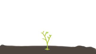 Sample: A Plants Life