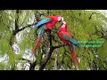 RED-AND-GREEN MACAW (ARA CHLOROPTERUS), ARARA-VERMELHA, Rain-wet couple making cuddle.