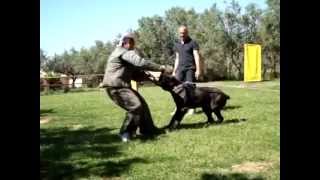 Training of the Neapolitan Mastiff