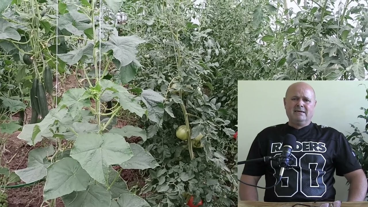 Кога и защо се премахват листата на доматите? Какво представлява процесът 