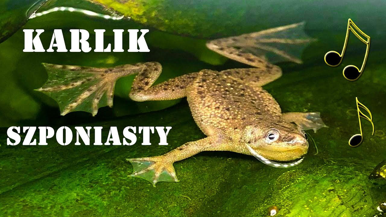 Śpiewająca ŻABA w Akwarium 🐸 KARLIK SZPONIASTY